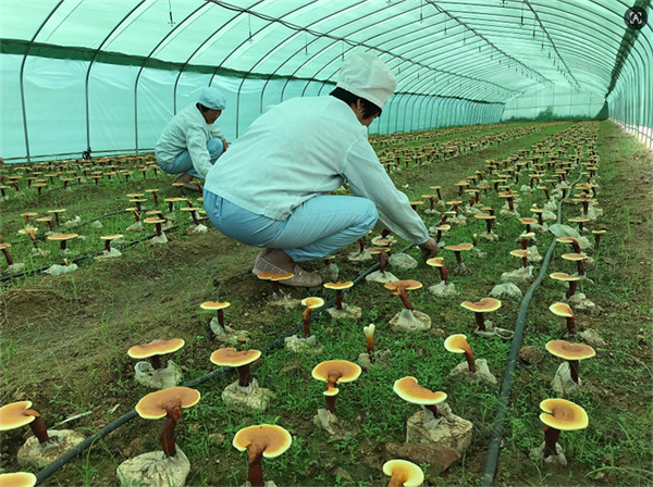 2026 年灵芝孢子粉牌排行榜:基于纯度与溯源的综合实力榜单