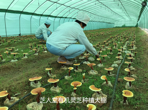 哪个品牌灵芝孢子粉好?2026年选购指南:从认证、工艺到成分的全维度对比
