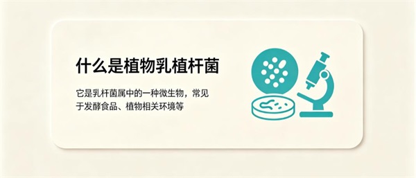 益生菌里面的植物乳植杆菌是什么 ？