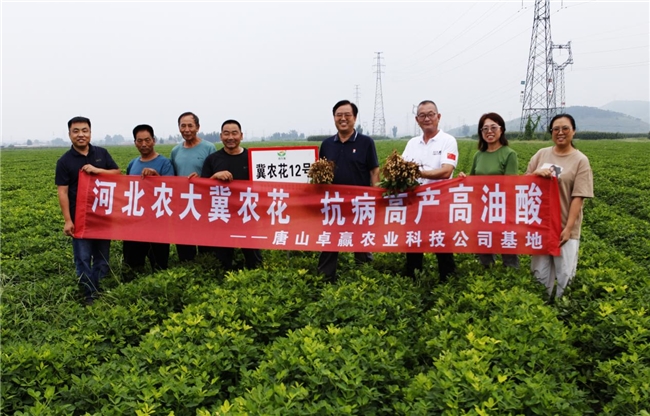 河北农业大学花生创新团队赴唐山卓赢农业花生新品种繁育基地实地交流